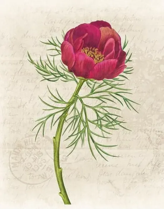 Framed Print : Floral illustration with digital watercolor on grunge beige, evoking antique handwritten paper Framed Print : Floral illustration with digital watercolor on grunge beige, evoking antique handwritten paper