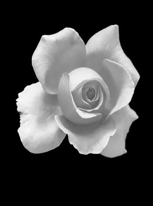 Framed Print : Floral monochrome macro of a single isolated rose blossom with detailed texture on black background Framed Print : Floral monochrome macro of a single isolated rose blossom with detailed texture on black background