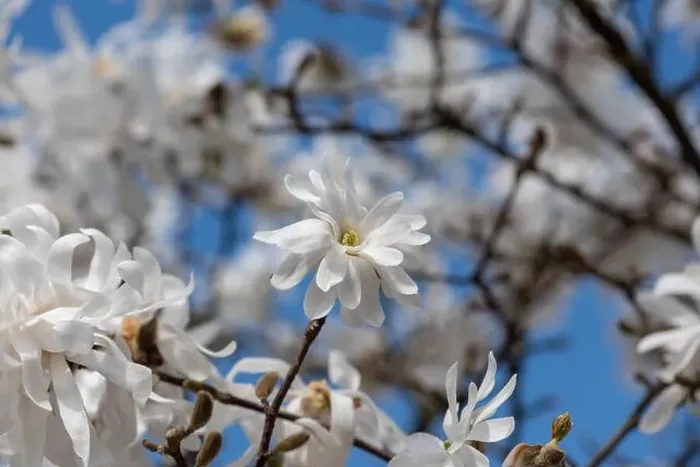 Framed Print : Floral natural colorful outdoor image of a white magnolia blossom in bright sunshine with a blue sunny sky Framed Print : Floral natural colorful outdoor image of a white magnolia blossom in bright sunshine with a blue sunny sky