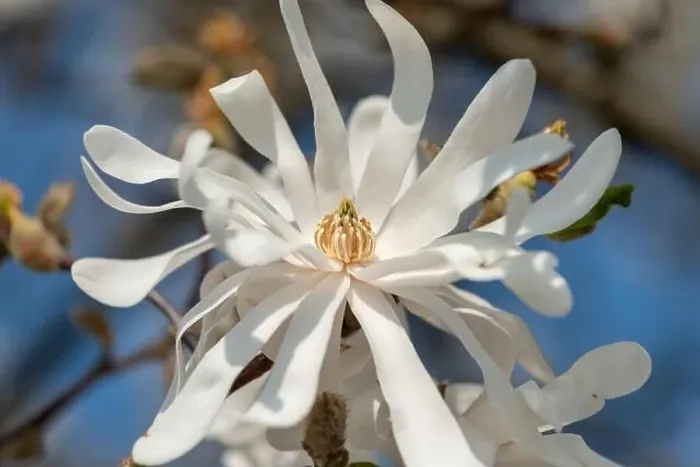 Framed Print : Floral natural colorful outdoor image of a white magnolia blossom in bright sunshine with a blue sunny sky Framed Print : Floral natural colorful outdoor image of a white magnolia blossom in bright sunshine with a blue sunny sky