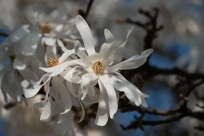Framed Print : Floral natural colorful outdoor image of a white magnolia blossom in bright sunshine with a blue sunny sky Framed Print : Floral natural colorful outdoor image of a white magnolia blossom in bright sunshine with a blue sunny sky
