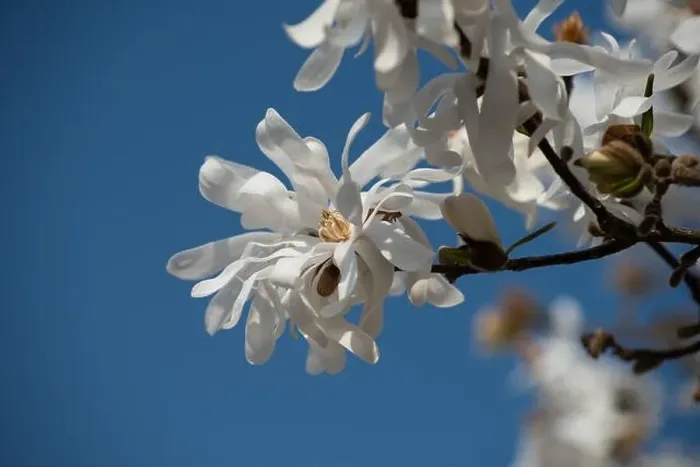 Framed Print : Floral natural colorful outdoor image of a white magnolia blossom in bright sunshine with a blue sunny sky Framed Print : Floral natural colorful outdoor image of a white magnolia blossom in bright sunshine with a blue sunny sky
