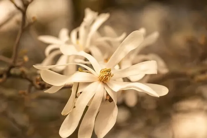 Framed Print : Floral natural colorful outdoor image of a white magnolia blossom in bright sunshine with a blurred natural background Framed Print : Floral natural colorful outdoor image of a white magnolia blossom in bright sunshine with a blurred natural background
