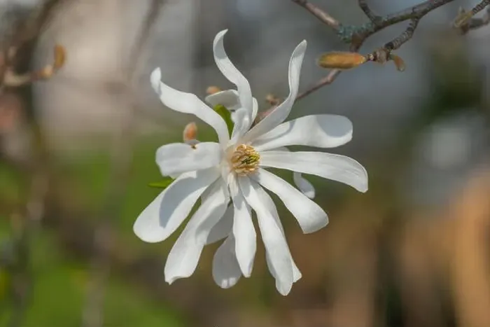 Framed Print : Floral natural colorful outdoor image of a white magnolia blossom in bright sunshine with a blurred natural background Framed Print : Floral natural colorful outdoor image of a white magnolia blossom in bright sunshine with a blurred natural background