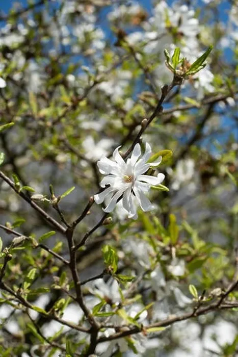 Framed Print : Floral natural outdoor fine art still life nature floral macro of a white green flowering magnolia blossom in bright Framed Print : Floral natural outdoor fine art still life nature floral macro of a white green flowering magnolia blossom in bright
