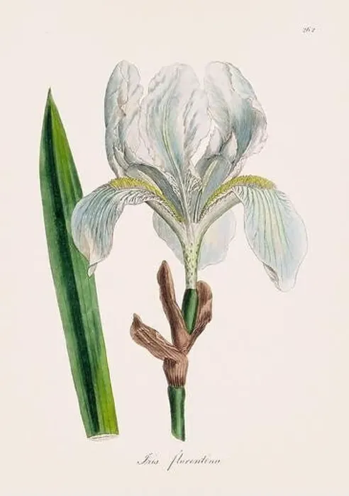 Framed Print : Florentine iris. Botanical Illustration: Antique Medical Botanical Artwork from a 19th-century Botany Book Plate Framed Print : Florentine iris. Botanical Illustration: Antique Medical Botanical Artwork from a 19th-century Botany Book Plate