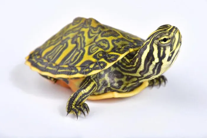 Framed Print : Florida redbelly turtle, Pseudemys nelsoni Framed Print : Florida redbelly turtle, Pseudemys nelsoni