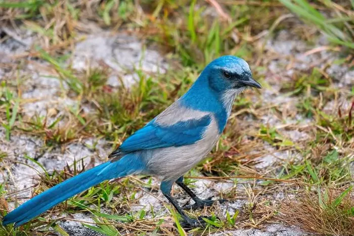 Framed Print : Florida scrub jay, Florida Framed Print : Florida scrub jay, Florida