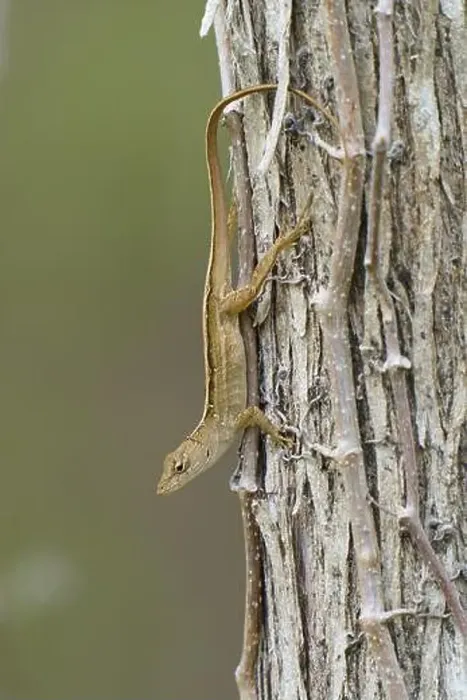 Framed Print : Florida scrub lizard, Florida scrub lizard (Sceloporus woodi) Framed Print : Florida scrub lizard, Florida scrub lizard (Sceloporus woodi)