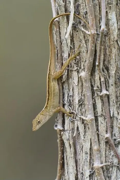 Framed Print : Florida scrub lizard, Florida scrub lizard (Sceloporus woodi) Framed Print : Florida scrub lizard, Florida scrub lizard (Sceloporus woodi)