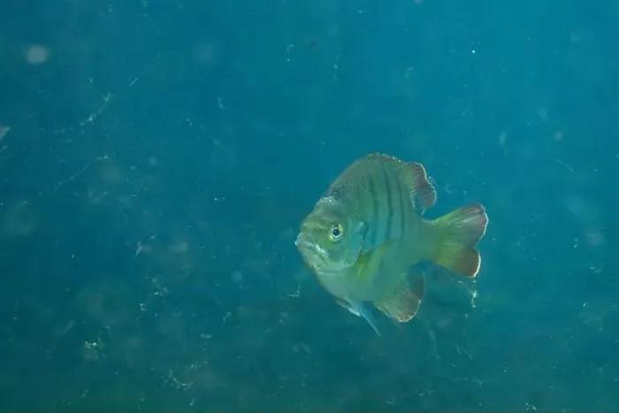 Framed Print : Florida Springs bluegill in crystal clear water Framed Print : Florida Springs bluegill in crystal clear water