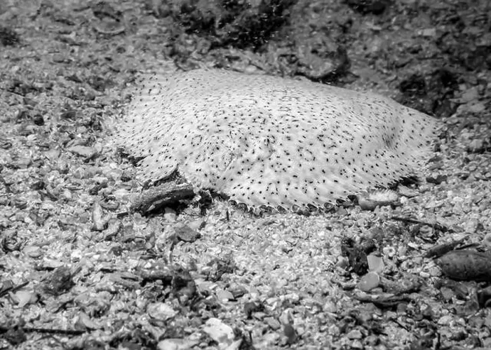 Framed Print : A flounder fish hides at the bottom of the Gulf of Oman in Fujairah, United Arab Emirates, in black and white Framed Print : A flounder fish hides at the bottom of the Gulf of Oman in Fujairah, United Arab Emirates, in black and white