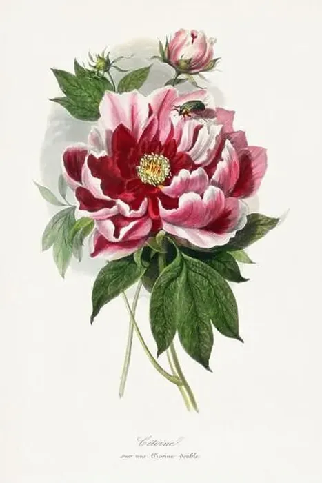 Framed Print : Flower, botanical illustration. Peony Framed Print : Flower, botanical illustration. Peony