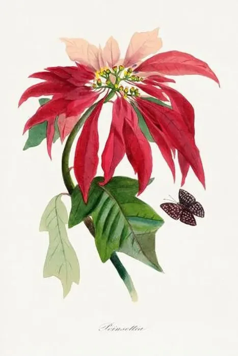 Framed Print : Flower, botanical illustration. Poinsettia Framed Print : Flower, botanical illustration. Poinsettia