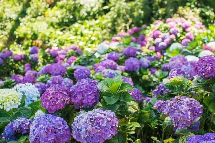 Framed Print : Flower field or farm with full of full bloomed purple Hydrangea macrophylla flower Framed Print : Flower field or farm with full of full bloomed purple Hydrangea macrophylla flower