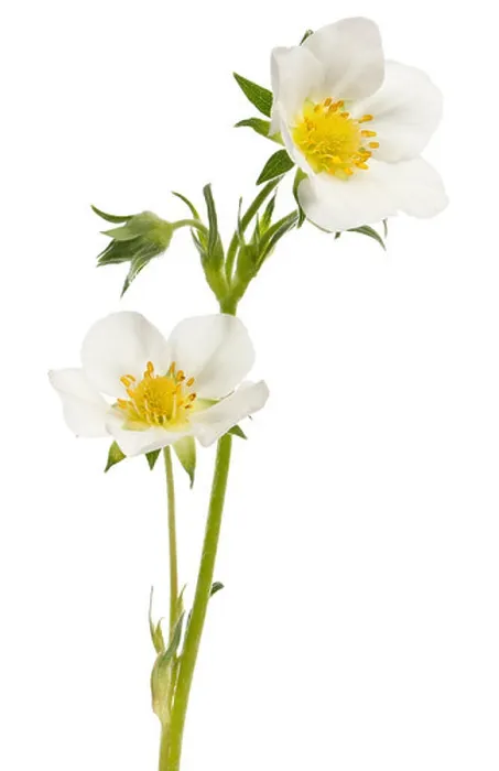 Framed Print : Flower of garden strawberry, Fragaria ananassa, in front of white background Framed Print : Flower of garden strawberry, Fragaria ananassa, in front of white background