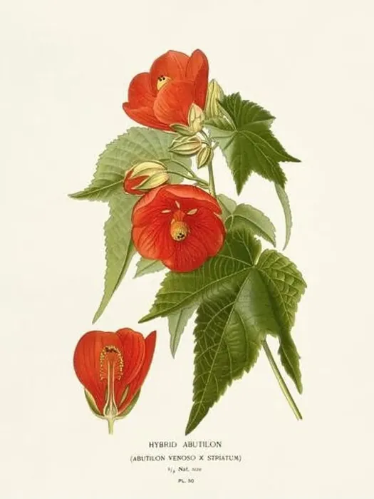 Framed Print : Flower illustration. Abutilon Framed Print : Flower illustration. Abutilon