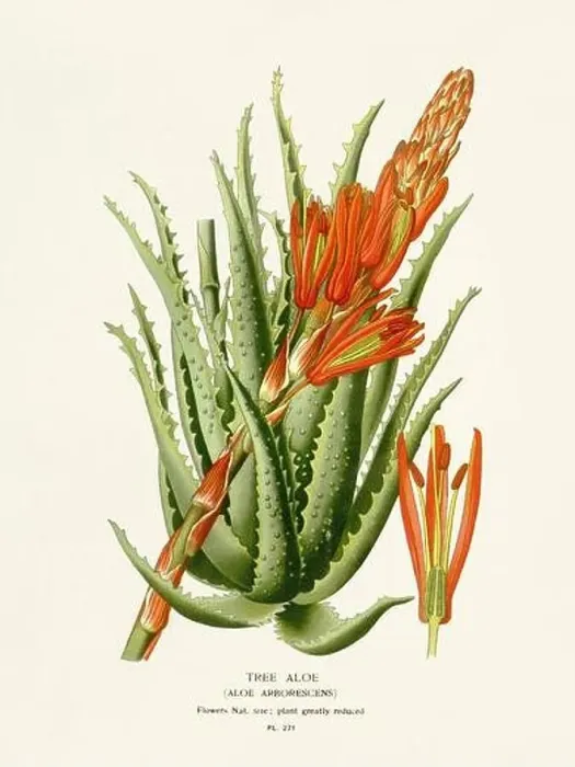 Framed Print : Flower illustration. Aloe Framed Print : Flower illustration. Aloe