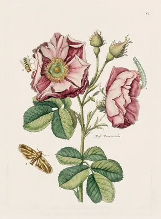 Framed Print : Flower illustration. Antique botanical flower artwork in full bloom. Botanical plate from a 1700s botany book
