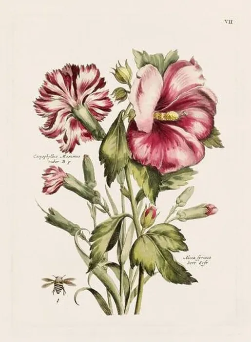 Framed Print : Flower illustration. Antique botanical flower artwork in full bloom. Botanical plate from a 1700s botany book Framed Print : Flower illustration. Antique botanical flower artwork in full bloom. Botanical plate from a 1700s botany book