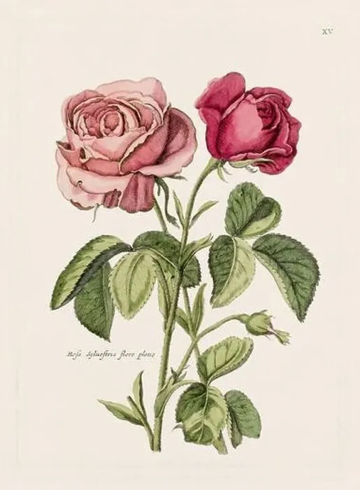 Framed Print : Flower illustration. Antique botanical flower artwork in full bloom. Botanical plate from a 1700s botany book