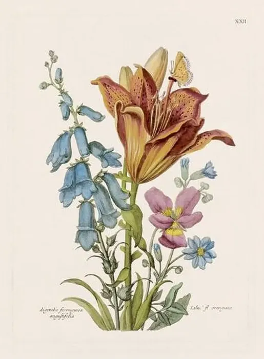 Framed Print : Flower illustration. Antique botanical flower artwork in full bloom. Botanical plate from a 1700s botany book Framed Print : Flower illustration. Antique botanical flower artwork in full bloom. Botanical plate from a 1700s botany book