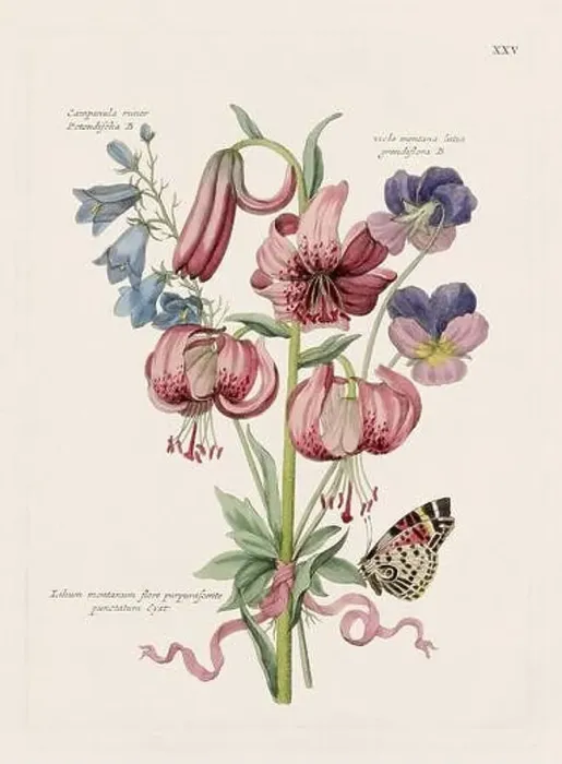 Framed Print : Flower illustration. Antique botanical flower artwork in full bloom. Botanical plate from a 1700s botany book Framed Print : Flower illustration. Antique botanical flower artwork in full bloom. Botanical plate from a 1700s botany book