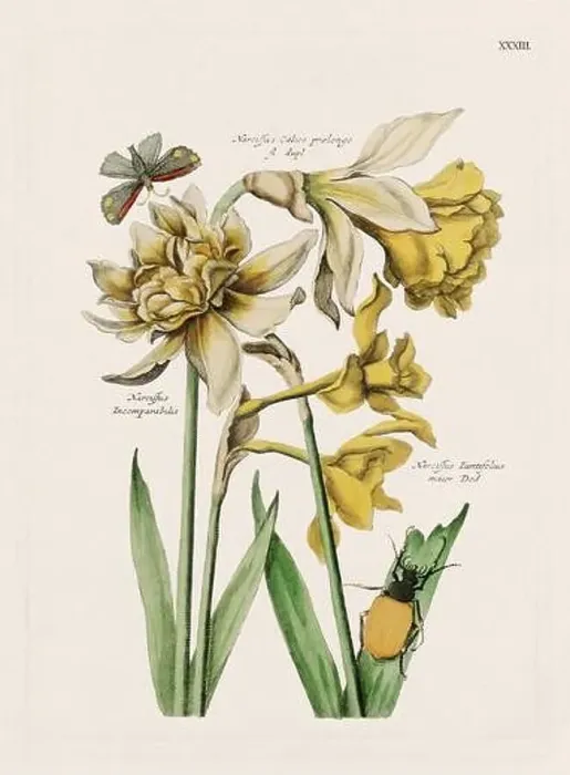 Framed Print : Flower illustration. Antique botanical flower artwork in full bloom. Botanical plate from a 1700s botany book Framed Print : Flower illustration. Antique botanical flower artwork in full bloom. Botanical plate from a 1700s botany book