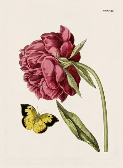 Framed Print : Flower illustration. Antique botanical flower artwork in full bloom. Botanical plate from a 1700s botany book Framed Print : Flower illustration. Antique botanical flower artwork in full bloom. Botanical plate from a 1700s botany book