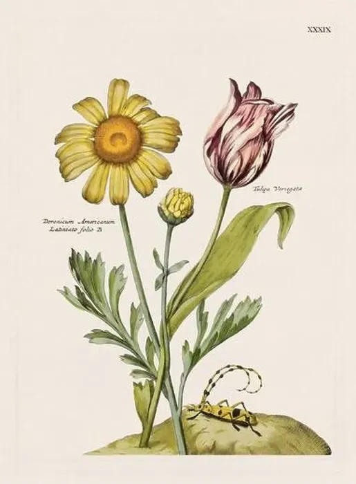 Framed Print : Flower illustration. Antique botanical flower artwork in full bloom. Botanical plate from a 1700s botany book Framed Print : Flower illustration. Antique botanical flower artwork in full bloom. Botanical plate from a 1700s botany book