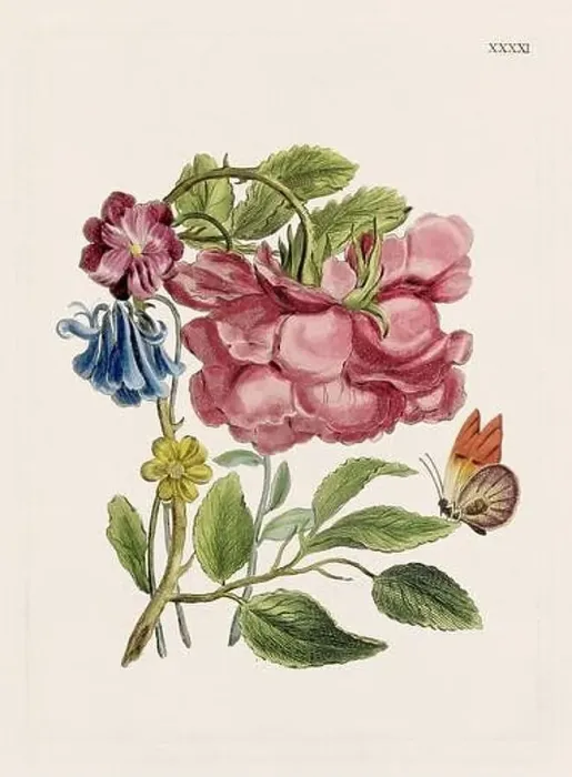 Framed Print : Flower illustration. Antique botanical flower artwork in full bloom. Botanical plate from a 1700s botany book Framed Print : Flower illustration. Antique botanical flower artwork in full bloom. Botanical plate from a 1700s botany book
