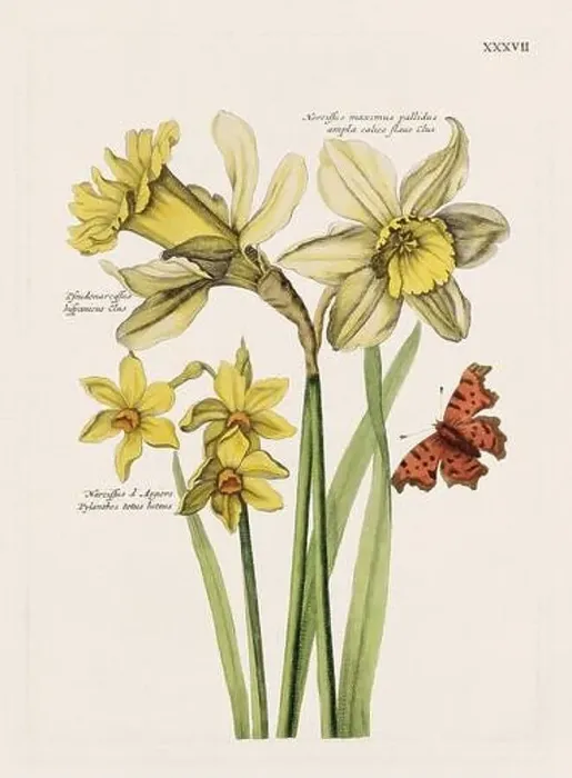 Framed Print : Flower illustration. Antique botanical flower artwork in full bloom. Botanical plate from a 1700s botany book Framed Print : Flower illustration. Antique botanical flower artwork in full bloom. Botanical plate from a 1700s botany book