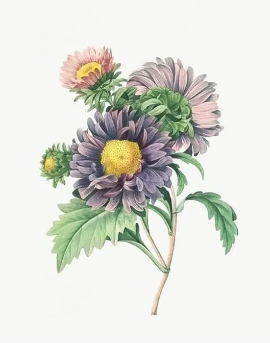 Framed Print : Flower illustration. Aster Framed Print : Flower illustration. Aster