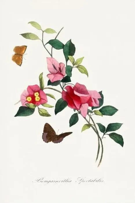 Framed Print : Flower illustration. Bougainvillea Framed Print : Flower illustration. Bougainvillea