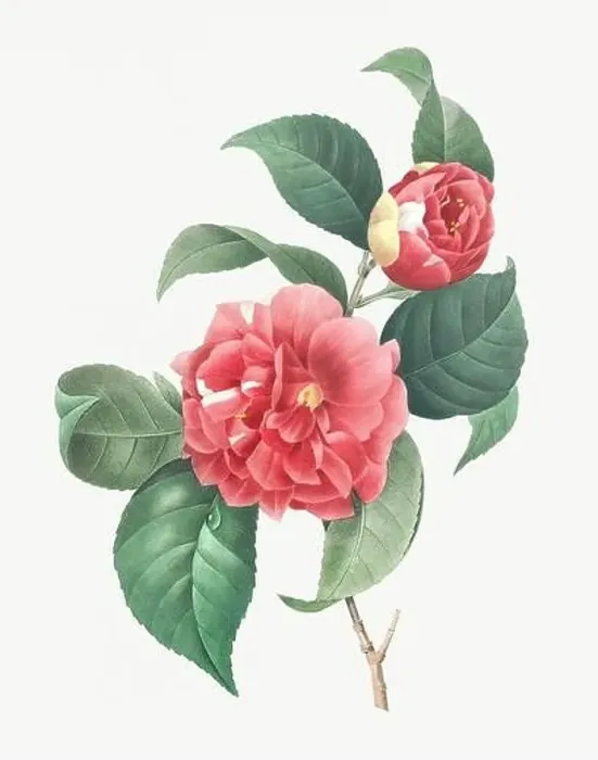 Framed Print : Flower illustration. Camellia Framed Print : Flower illustration. Camellia