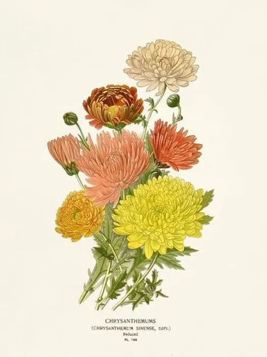 Framed Print : Flower illustration. Chrysanthemums Framed Print : Flower illustration. Chrysanthemums