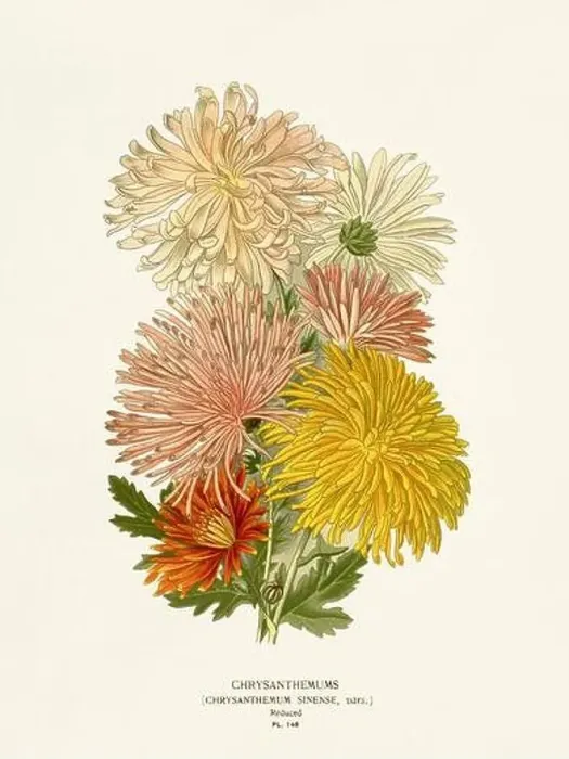Framed Print : Flower illustration. Chrysanthemums Framed Print : Flower illustration. Chrysanthemums