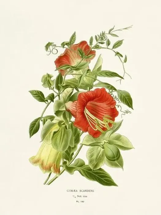 Framed Print : Flower illustration. Cobaea Scandens Framed Print : Flower illustration. Cobaea Scandens
