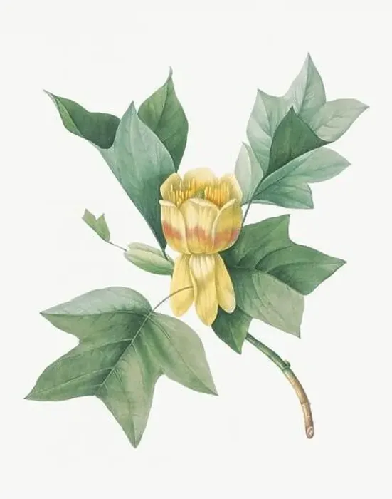 Framed Print : Flower illustration. Culipier Framed Print : Flower illustration. Culipier