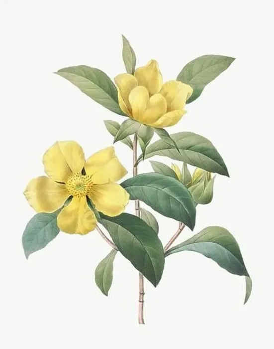 Framed Print : Flower illustration. Dillenia