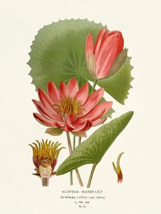 Framed Print : Flower illustration. Egypcian Water-Lily Framed Print : Flower illustration. Egypcian Water-Lily