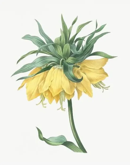 Framed Print : Flower illustration. Fritillaire Framed Print : Flower illustration. Fritillaire