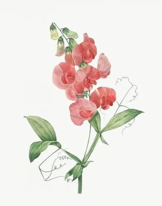 Framed Print : Flower illustration. Gesse Framed Print : Flower illustration. Gesse