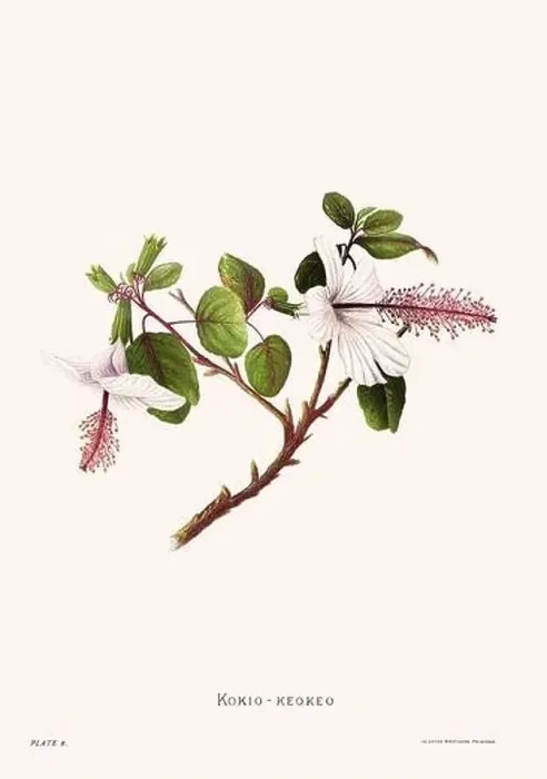 Framed Print : Flower illustration of Hawaiian blooms from 1885