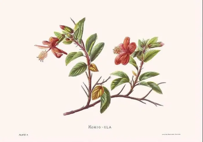 Framed Print : Flower illustration of Hawaiian blooms from 1885 Framed Print : Flower illustration of Hawaiian blooms from 1885