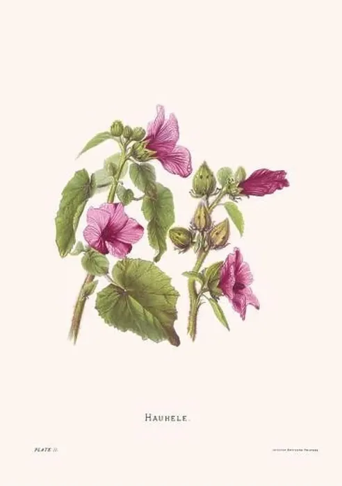Framed Print : Flower illustration of Hawaiian blooms from 1885 Framed Print : Flower illustration of Hawaiian blooms from 1885