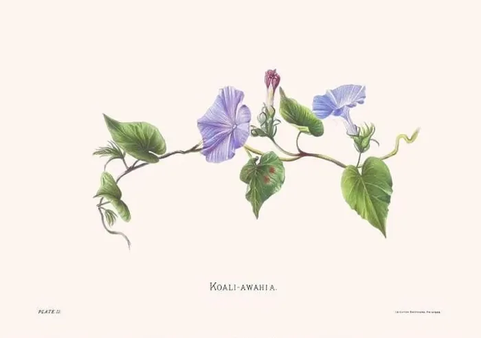 Framed Print : Flower illustration of Hawaiian blooms from 1885 Framed Print : Flower illustration of Hawaiian blooms from 1885
