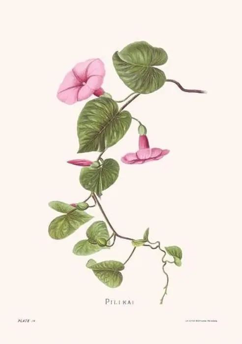 Framed Print : Flower illustration of Hawaiian blooms from 1885 Framed Print : Flower illustration of Hawaiian blooms from 1885