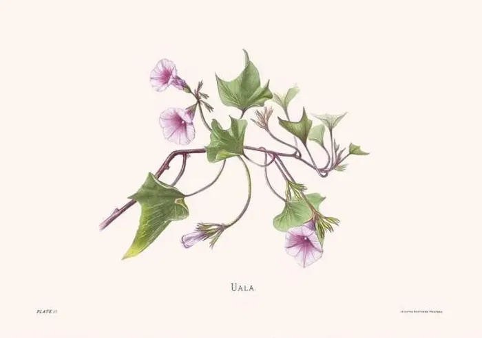 Framed Print : Flower illustration of Hawaiian blooms from 1885 Framed Print : Flower illustration of Hawaiian blooms from 1885