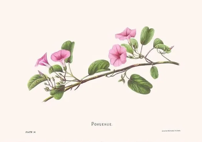 Framed Print : Flower illustration of Hawaiian blooms from 1885 Framed Print : Flower illustration of Hawaiian blooms from 1885